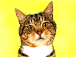 Meow!