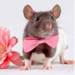 RATS0UP