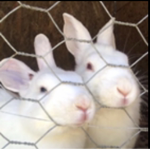 <Bunny chat>