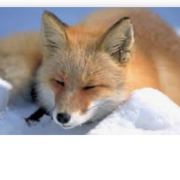 Fox’s Fan Club's Group Hangout!