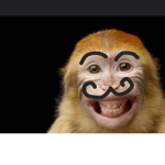 Le Monkey Army