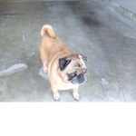 Pugking1