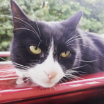 The rise of the cats