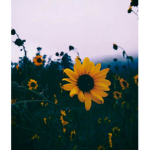 Aesthetic Lily