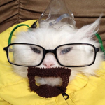 TheFatCats