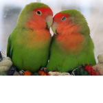 PEACH FACED LOVEBIRD