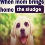 slopyard