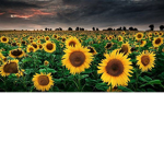 Sunshineforlove