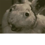 Bunny Fans <3