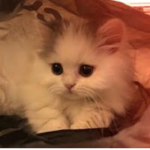 - aloha kitti -