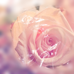 The Rose Joy’s