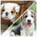 Beagle Bulldog Buddies