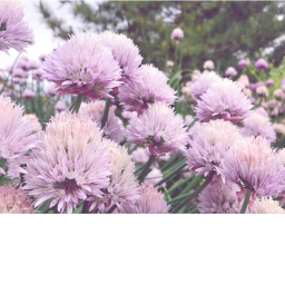 ♡︎