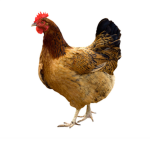 HENS