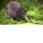 kiwis forever