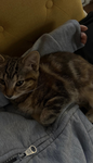 CATTTYYS$