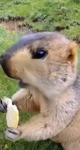 Capybara Productions+