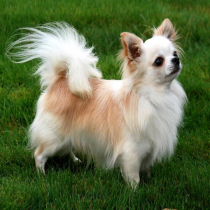 Dog Roblox decal