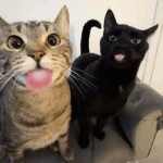 The Chaotic Boys Group Thumbnail