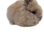 Nini the bunnies group :3