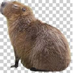 Reunited Capybara Community.