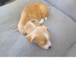 Puppy dog girl