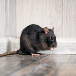 Rats organization