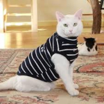 Cats Clothing meow