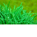 holy water grass