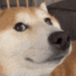 Doge Bark Simulator