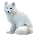 Artic Fox ¡¡¡Clan!!!
