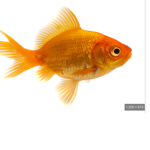 Goldfish Everywhere