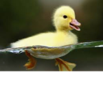 🦆Duckling Squad🦆