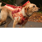 Bacon's and Doge's only