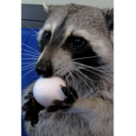 e g g >:)