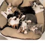 Cute kittens and friends