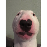 Dogs ands cats