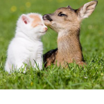 Deer of the Wild