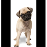 /pugs for life\