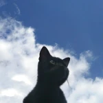 purrsecuted Group Thumbnail