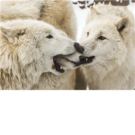 -WildWolves-