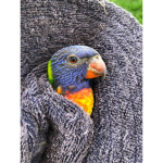 Parrot Pals Official Fan Club