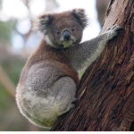 Koala children’s