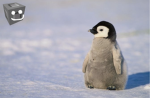 Penguin Development Games