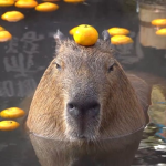 Capybara Drip Gang