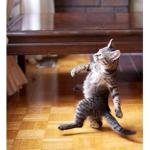 SWAGG CAT