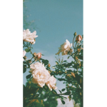 ~~ aesthetic flowers ~~