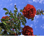 جيش غلا