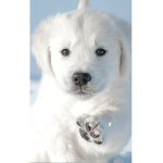 Dog r ausome