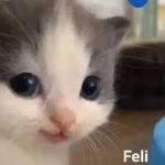 mexicanito23 Followers